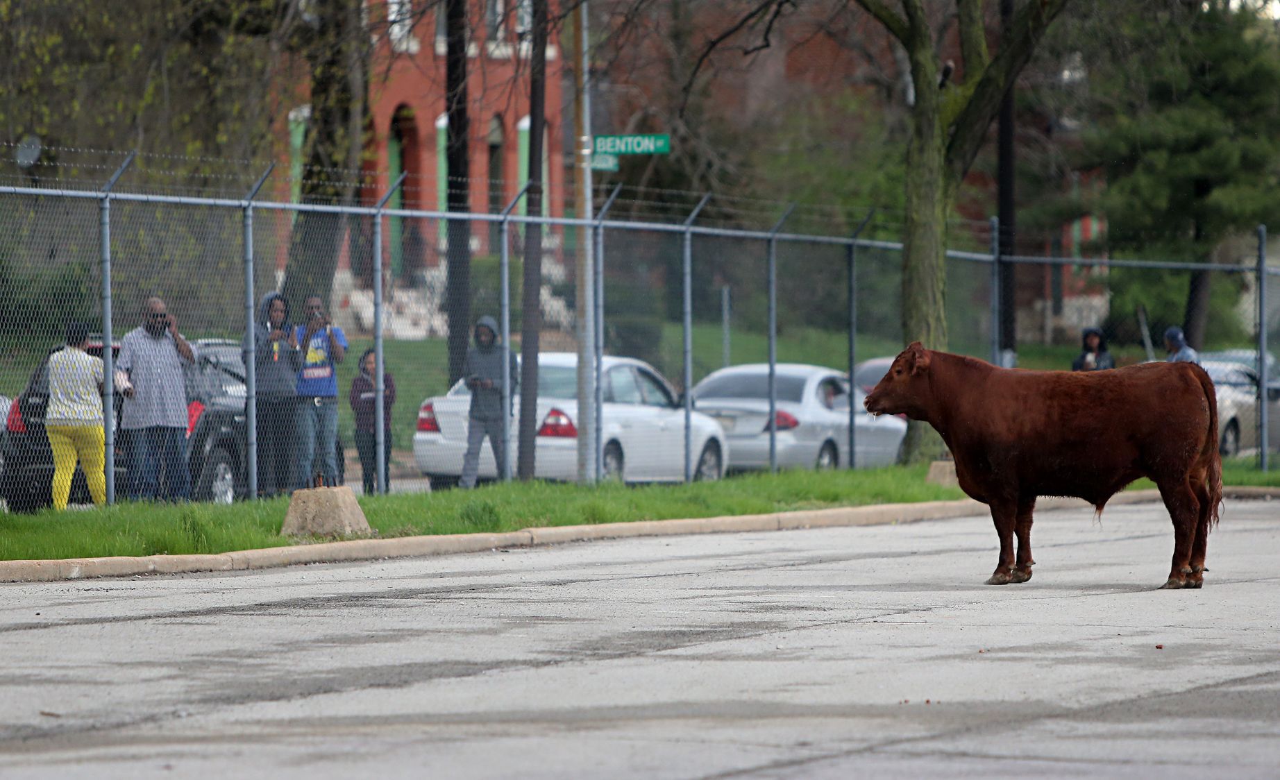 Heifer breaks for freedom